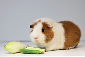 Beschikbare Cavia's